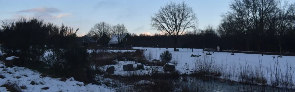 Besneeuwde omgeving met bomen en struiken.