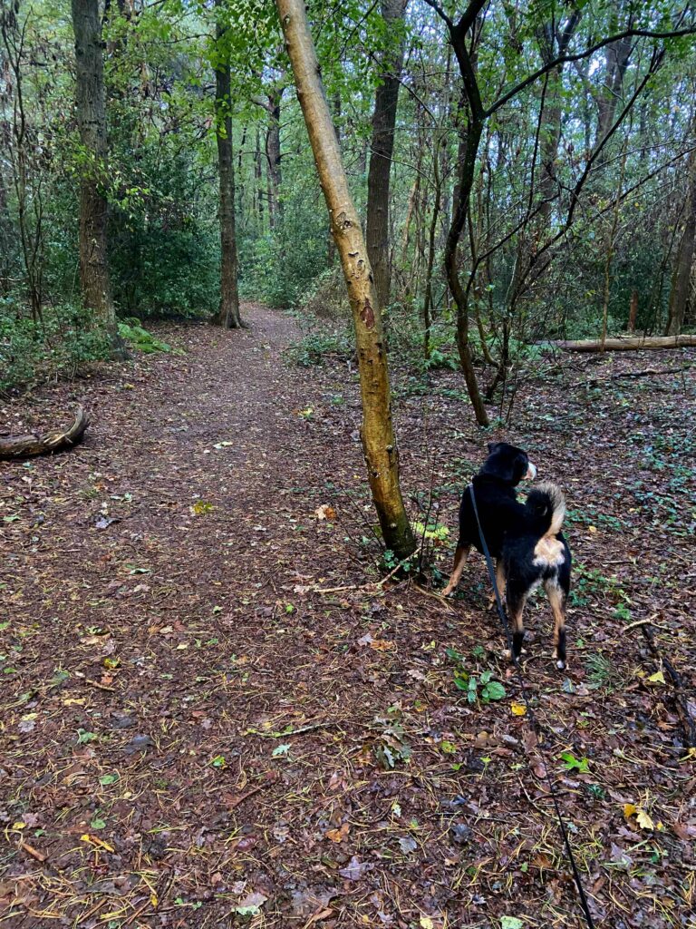 Wandelen met hond in het bos.