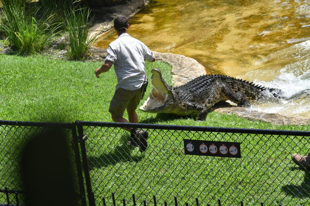 Krokodil die uit het water wordt gelokt met eten.