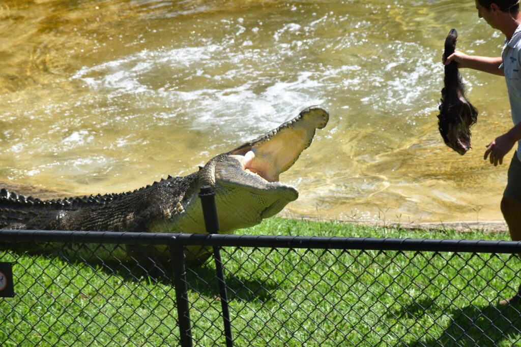 Krokodil die uit het water komt en hapt naar een stuk vlees die de dierenverzorger vast heeft.