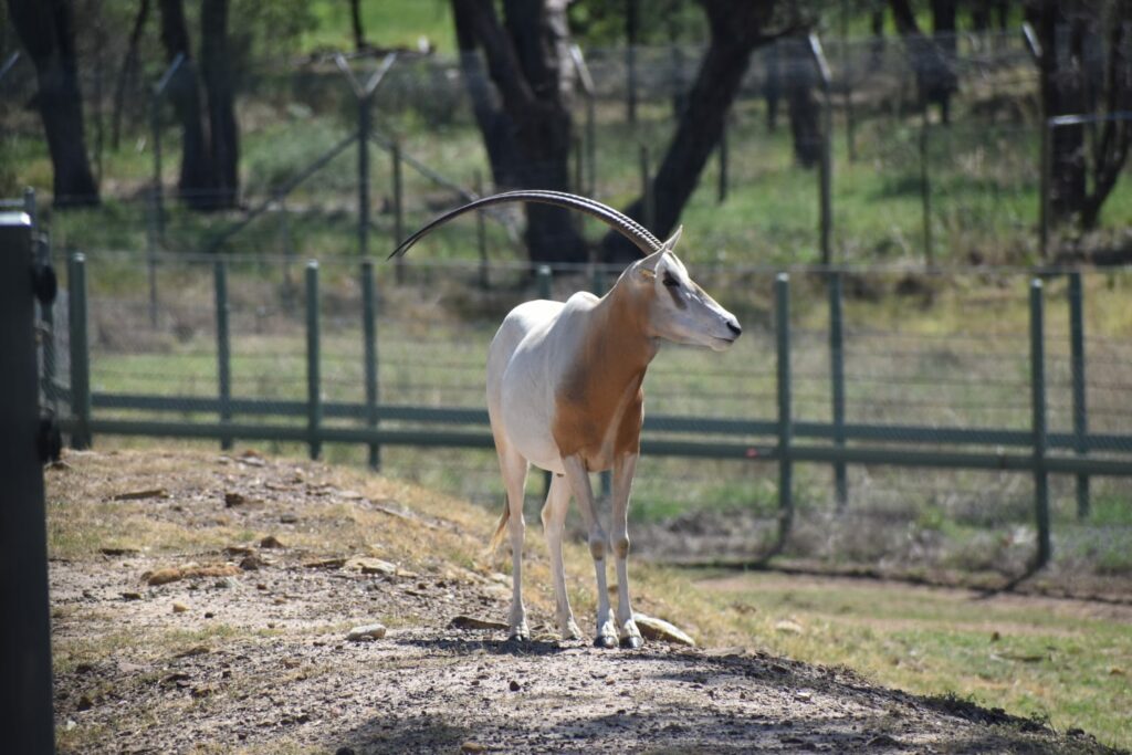 Afbeelding van een Oryx op een heuveltje