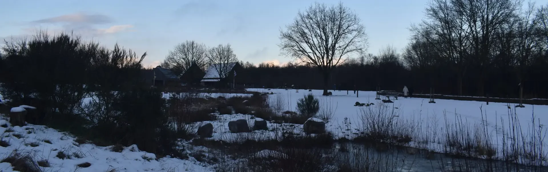 Besneeuwde omgeving met bomen en struiken.